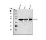 NTCP Antibody in Western Blot (WB)