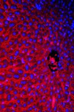 NTCP Antibody in Immunohistochemistry (IHC)