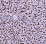 NTCP Antibody in Immunohistochemistry (Paraffin) (IHC (P))