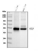 NTCP Antibody in Western Blot (WB)