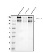 SLC12A1 Antibody in Western Blot (WB)