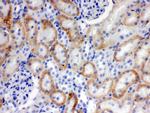 SLC22A2 Antibody in Immunohistochemistry (Paraffin) (IHC (P))