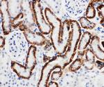 SLC22A6 Antibody in Immunohistochemistry (Paraffin) (IHC (P))