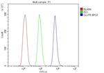 GLUT9 Antibody in Flow Cytometry (Flow)