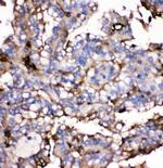 GLUT9 Antibody in Immunohistochemistry (Paraffin) (IHC (P))