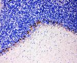 GAT-1 Antibody in Immunohistochemistry (Paraffin) (IHC (P))