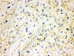 SLC6A4 Antibody in Immunohistochemistry (Paraffin) (IHC (P))