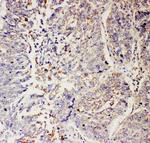 SLC9A2 Antibody in Immunohistochemistry (Paraffin) (IHC (P))