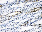 SLC9A2 Antibody in Immunohistochemistry (Paraffin) (IHC (P))