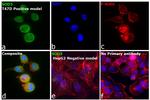 SOD3 Antibody in Immunocytochemistry (ICC/IF)