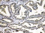 SOD3 Antibody in Immunohistochemistry (Paraffin) (IHC (P))