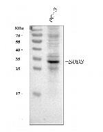 SOD3 Antibody in Western Blot (WB)