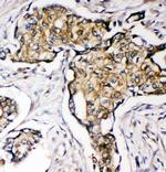 SOD3 Antibody in Immunohistochemistry (Paraffin) (IHC (P))