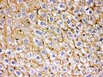 SOD3 Antibody in Immunohistochemistry (Paraffin) (IHC (P))