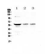 SOX10 Antibody in Western Blot (WB)