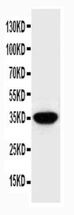 SPARC Antibody in Western Blot (WB)