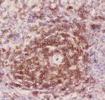 CD43 Antibody in Immunohistochemistry (Paraffin) (IHC (P))