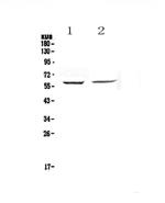 STAM Antibody in Western Blot (WB)