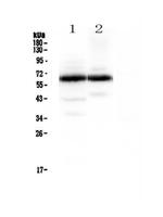 Synaptotagmin 1 Antibody in Western Blot (WB)