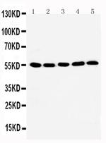 TAB1 Antibody in Western Blot (WB)