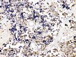 TRF2 Antibody in Immunohistochemistry (Paraffin) (IHC (P))