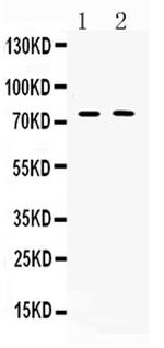 TRF2 Antibody in Western Blot (WB)