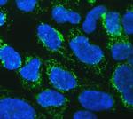 TFAM Antibody in Immunocytochemistry (ICC/IF)