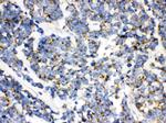 TFAM Antibody in Immunohistochemistry (Paraffin) (IHC (P))