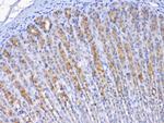 TFF2 Antibody in Immunohistochemistry (Paraffin) (IHC (P))