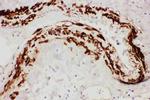 TFPI Antibody in Immunohistochemistry (Paraffin) (IHC (P))