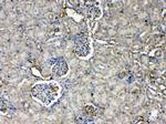 Thrombopoietin Antibody in Immunohistochemistry (Paraffin) (IHC (P))