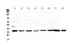 Thrombopoietin Antibody in Western Blot (WB)