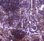 TLR1 Antibody in Immunohistochemistry (Paraffin) (IHC (P))