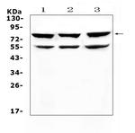 RANK (CD265) Antibody in Western Blot (WB)