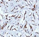 TACI Antibody in Immunohistochemistry (Paraffin) (IHC (P))