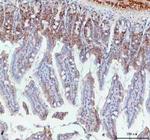 BCMA Antibody in Immunohistochemistry (Paraffin) (IHC (P))