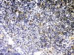 TNFR2 Antibody in Immunohistochemistry (Paraffin) (IHC (P))