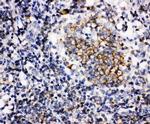 BAFF (BLyS) Antibody in Immunohistochemistry (Paraffin) (IHC (P))