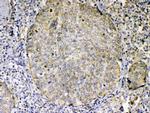 GITRL Antibody in Immunohistochemistry (Paraffin) (IHC (P))