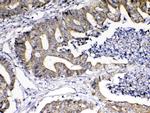 GITRL Antibody in Immunohistochemistry (Paraffin) (IHC (P))