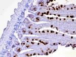 OX40L (CD252) Antibody in Immunohistochemistry (Paraffin) (IHC (P))