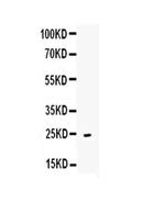 OX40L (CD252) Antibody in Western Blot (WB)