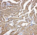 Cardiac Troponin C Antibody in Immunohistochemistry (Paraffin) (IHC (P))