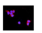 TNXB Antibody in Immunocytochemistry (ICC/IF)