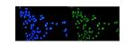 TOP1 Antibody in Immunocytochemistry (ICC/IF)