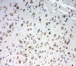 TRAM1 Antibody in Immunohistochemistry (Frozen) (IHC (F))