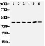 TRAM1 Antibody in Western Blot (WB)