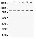 TRAP1 Antibody in Western Blot (WB)