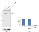 TIF1 gamma Antibody in Western Blot (WB)