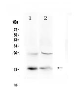 TSLP Antibody in Western Blot (WB)